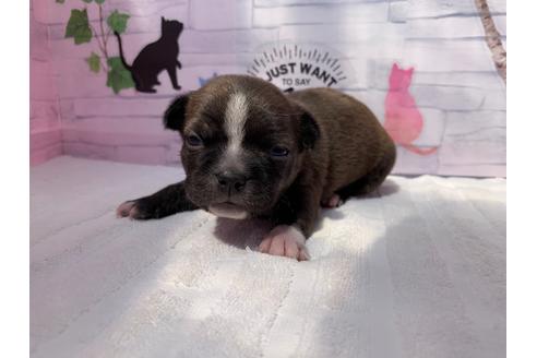 成約済の岐阜県のミックス犬-96638の5枚目