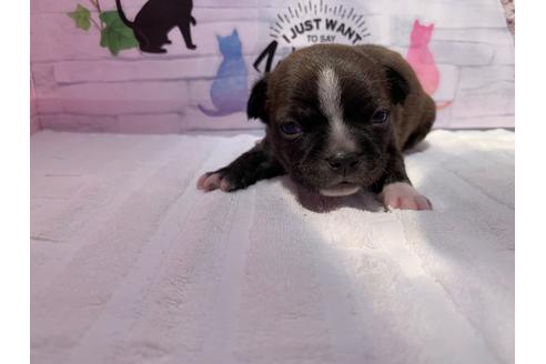 成約済の岐阜県のミックス犬-96638の3枚目