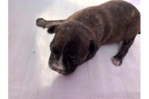 成約済の岐阜県のミックス犬-96640の4枚目