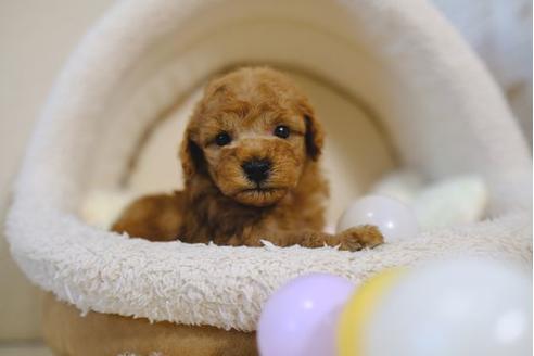 成約済の滋賀県のトイプードル-97906の1枚目