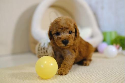 成約済の滋賀県のトイプードル-97906の3枚目