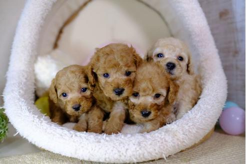 成約済の滋賀県のトイプードル-97906の2枚目