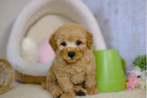 成約済の滋賀県のトイプードル-97355の5枚目