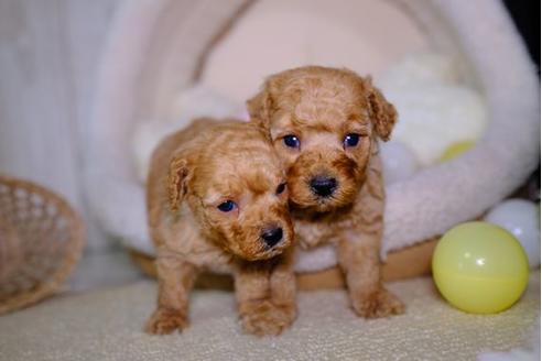 成約済の滋賀県のトイプードル-97355の4枚目