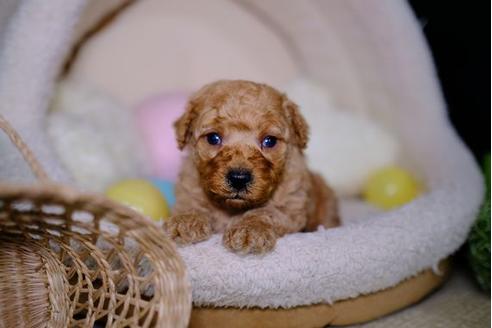 成約済の滋賀県のトイプードル-97355の3枚目