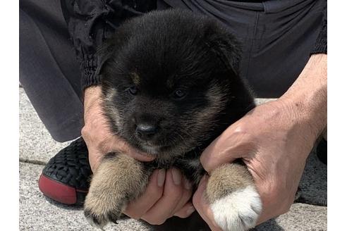 成約済の長崎県の柴犬-96656