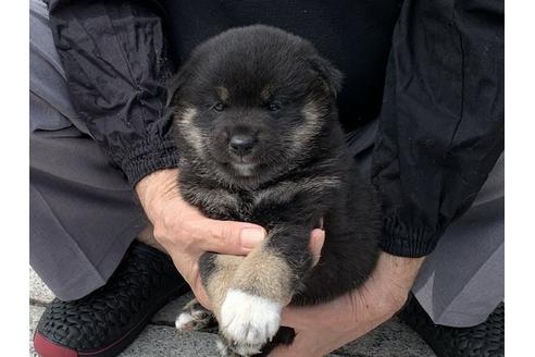 成約済の長崎県の柴犬-96656の4枚目
