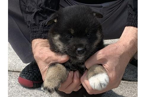 成約済の長崎県の柴犬-96656の2枚目