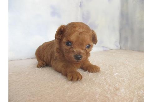 成約済の熊本県のミックス犬-97973の1枚目