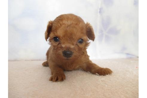 成約済の熊本県のミックス犬-97973の3枚目