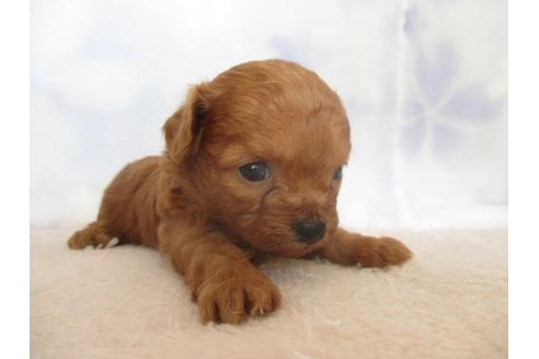 成約済の熊本県のミックス犬-97973の2枚目