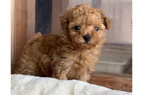 鹿児島県のティーカッププードル 女の子 04 13生まれ 超希少なマイクロサイズ 子犬id ブリーダーナビ 鹿児島県のティーカッププードル 女の子 04 13生まれ 超希少なマイクロサイズ 子犬id ブリーダーナビ