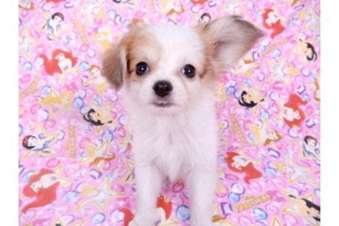 成約済の千葉県のパピヨン-96029の12枚目