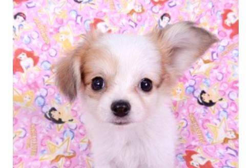 成約済の千葉県のパピヨン-96029の11枚目