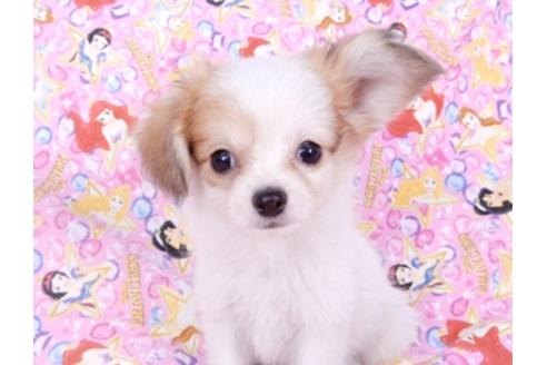 成約済の千葉県のパピヨン-96029の10枚目