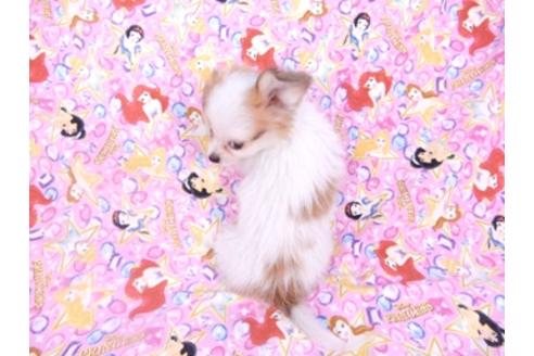 成約済の千葉県のパピヨン-96029の9枚目