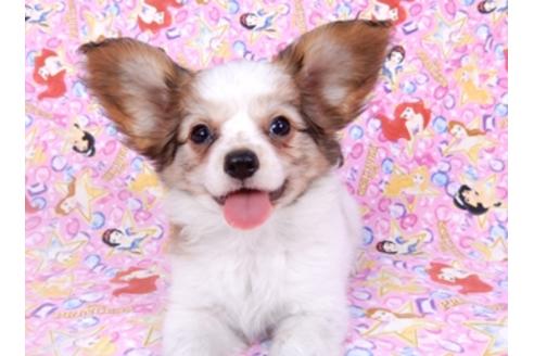 成約済の千葉県のパピヨン-95990の8枚目