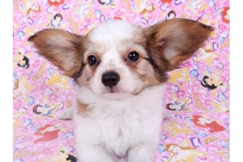 成約済の千葉県のパピヨン-95990の7枚目