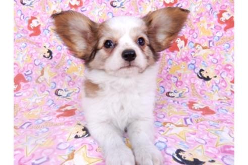 成約済の千葉県のパピヨン-95990の6枚目