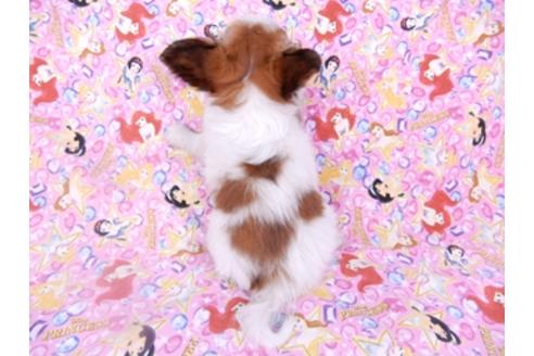 成約済の千葉県のパピヨン-95990の5枚目