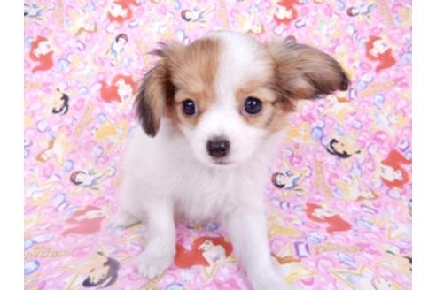 成約済の千葉県のパピヨン-95624の1枚目