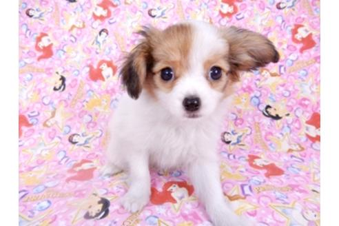 成約済の千葉県のパピヨン-95624の4枚目