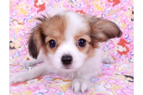 成約済の千葉県のパピヨン-95624の3枚目