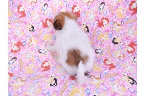 成約済の千葉県のパピヨン-95624の2枚目