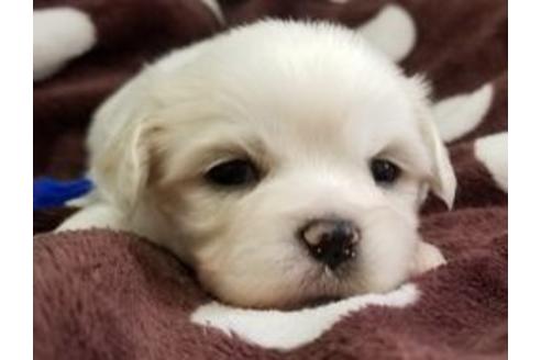 成約済の東京都のミックス犬-98012の4枚目