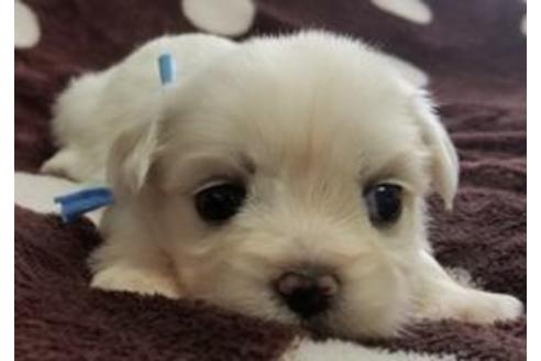 成約済の東京都のミックス犬-98013の8枚目