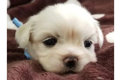 成約済の東京都のミックス犬-98013の5枚目
