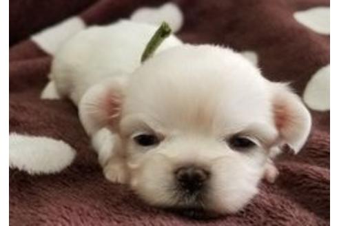 成約済の東京都のミックス犬-98015の7枚目