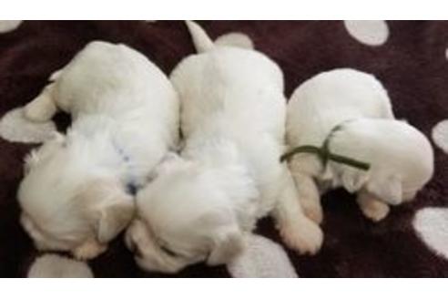 成約済の東京都のミックス犬-98015の5枚目