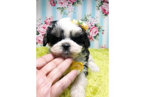成約済の秋田県のマルシーズー:マルチーズ×シーズー-96988