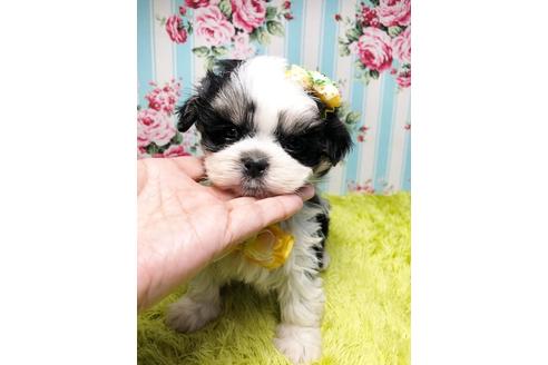 成約済の秋田県のマルシーズー:マルチーズ×シーズー-96988の3枚目