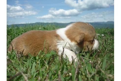 成約済の長野県のウェルシュコーギーペンブローク-97660の5枚目