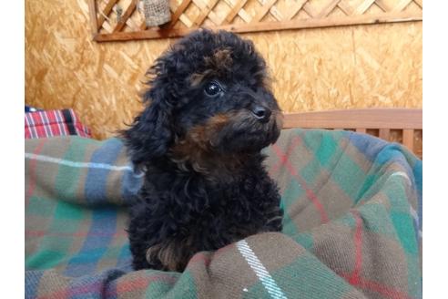 宮城県のトイプードル 女の子 02 13生まれ 癒し系 珍しい毛色ブラック タンの女の子 子犬id ブリーダーナビ