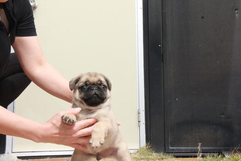 成約済の東京都のパグ-98064の1枚目