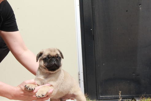 成約済の東京都のパグ-98064の7枚目