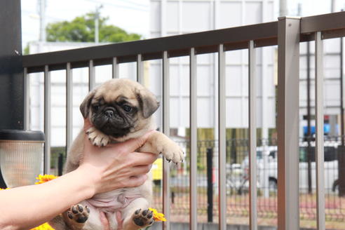 成約済の東京都のパグ-98064の6枚目