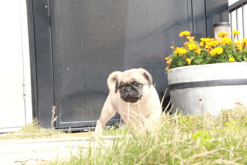 成約済の東京都のパグ-98064の5枚目