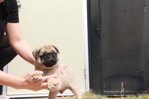 成約済の東京都のパグ-98064の4枚目