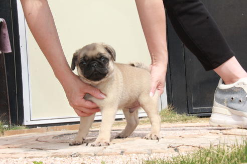 成約済の東京都のパグ-98064の2枚目