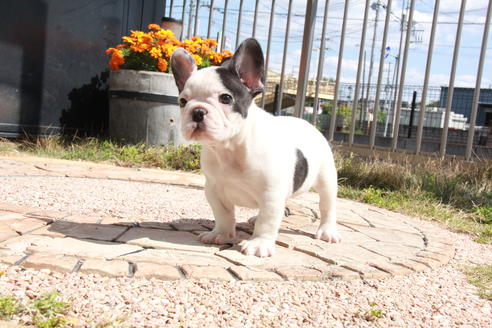 成約済の東京都のフレンチブルドッグ-98066の1枚目