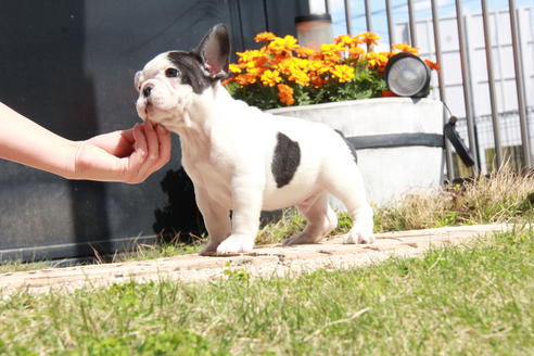 成約済の東京都のフレンチブルドッグ-98066の7枚目