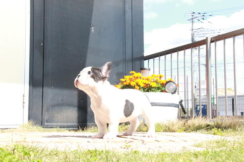 成約済の東京都のフレンチブルドッグ-98066の6枚目