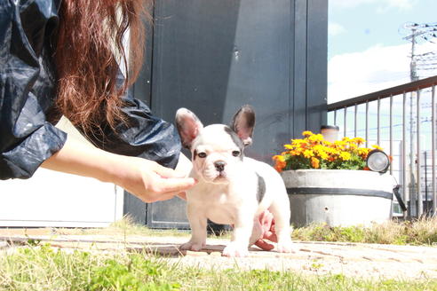 成約済の東京都のフレンチブルドッグ-98066の5枚目