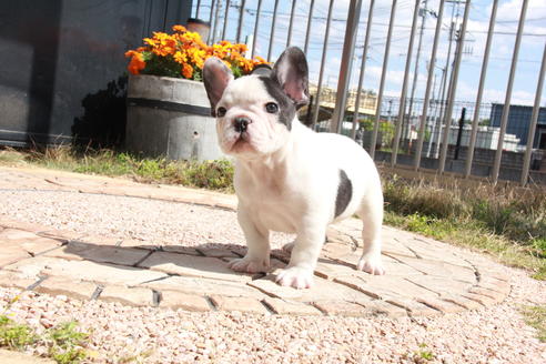 成約済の東京都のフレンチブルドッグ-98066の4枚目
