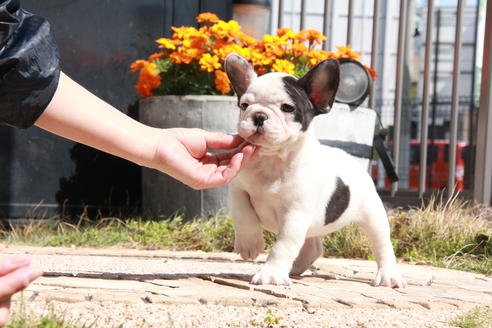 成約済の東京都のフレンチブルドッグ-98066の3枚目