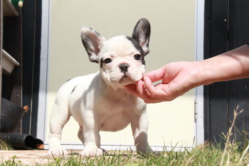 成約済の東京都のフレンチブルドッグ-98066の2枚目